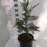 Leylandi,30-40 cm boy aralığı, Çit bitkisi