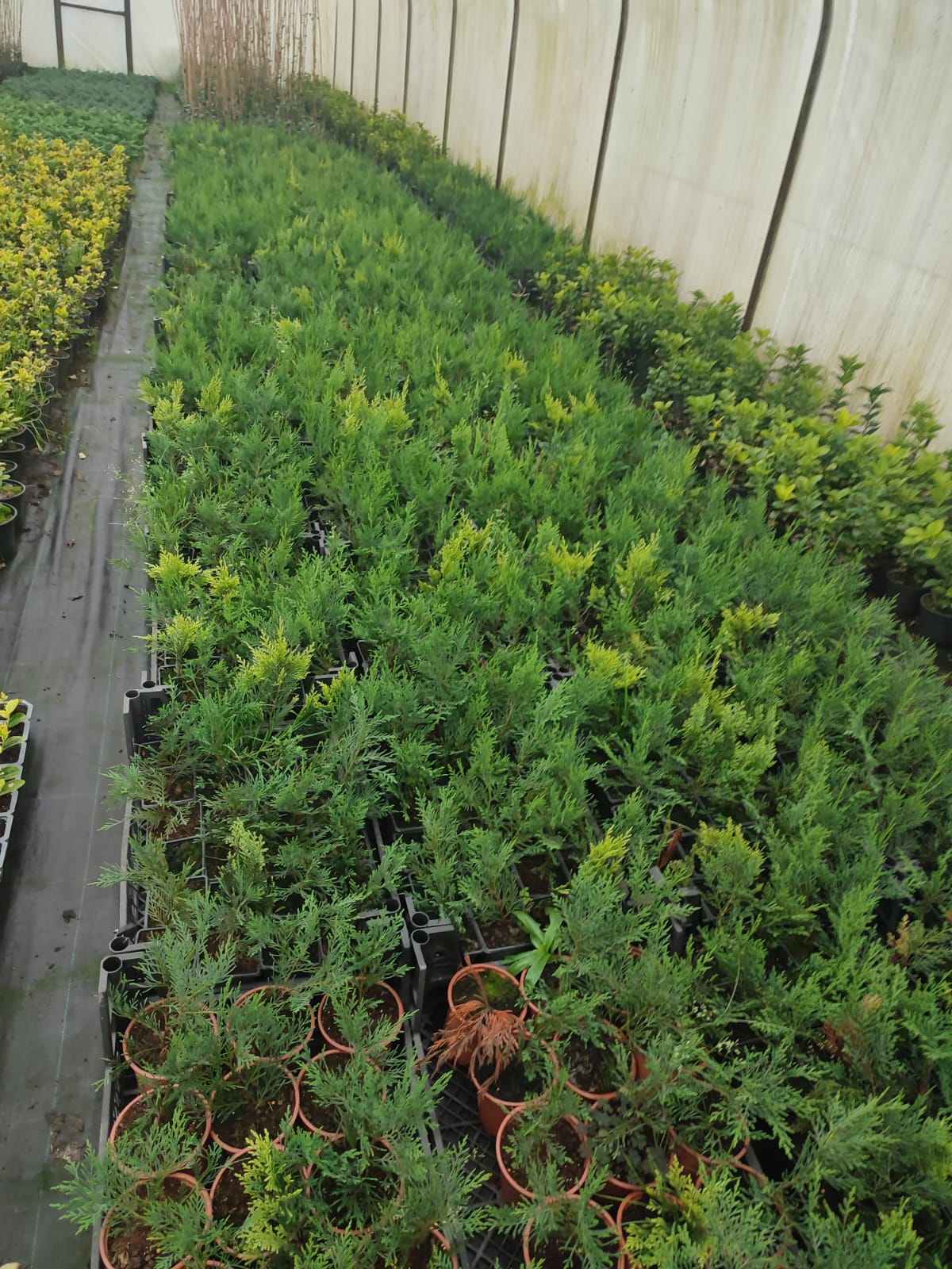 leylandi-20-30cm-2 Leylandi 20-30cm - Görsel 1