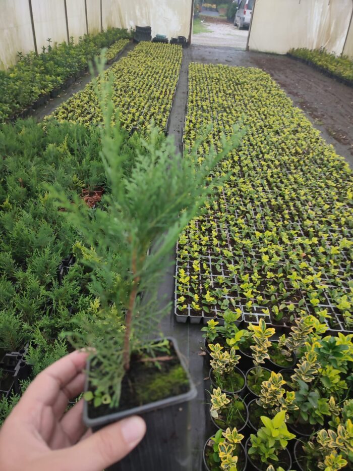 Leylandi 20-30cm - Görsel 2