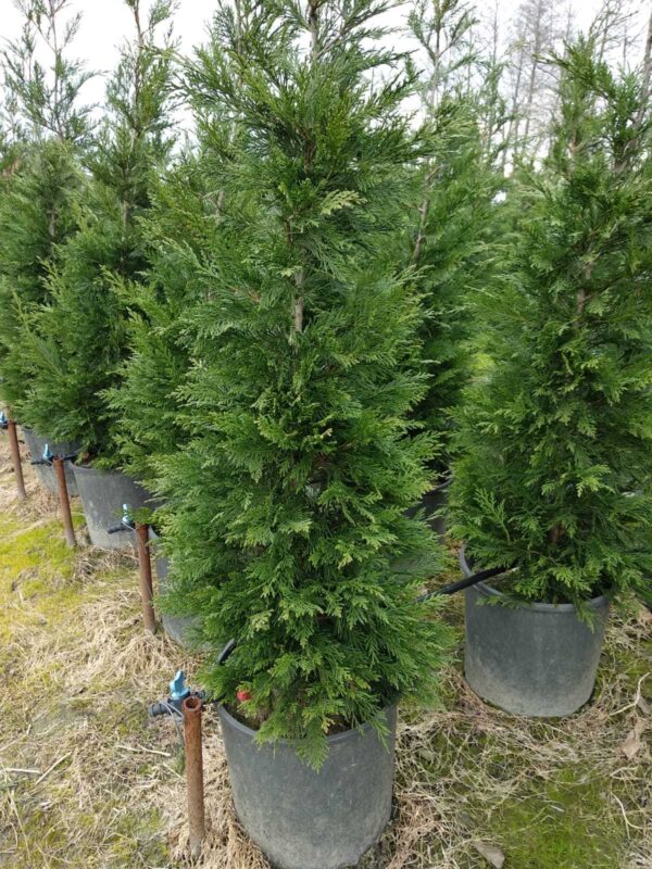 Leylandi hastalıkları hakkında bilgiler