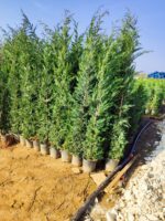 Leylandi 200-250cm Boy - Görsel 2