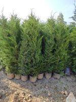 Leylandi 200-250cm Boy - Görsel 5