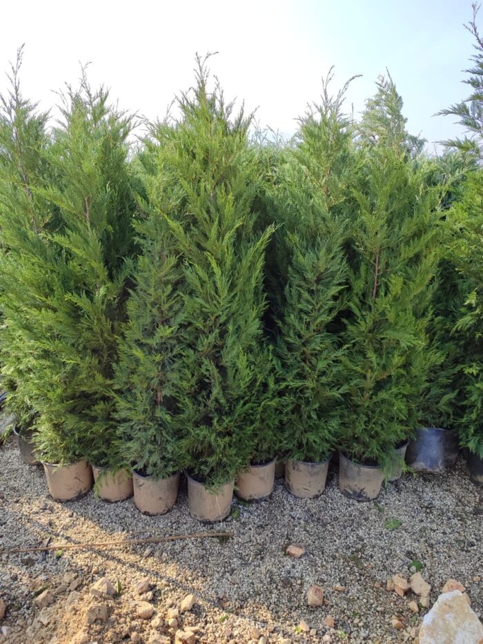 Leylandi 200-250cm Boy - Görsel 5