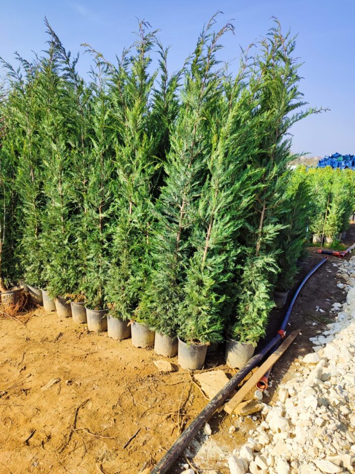 Leylandi 200-250cm Boy - Görsel 2