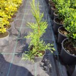 Leylandi 40-60 cm, Çit bitkisi