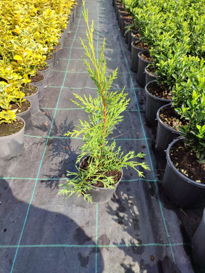 Leylandi 20-30cm - Görsel 3