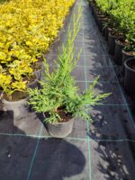 Leylandi 20-30cm - Görsel 4