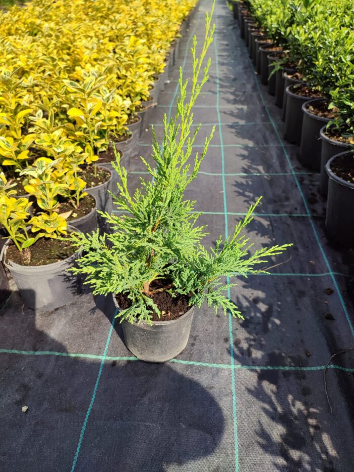 Leylandi 20-30cm - Görsel 4