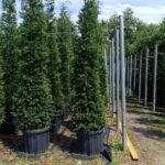 Leylandi İthal Torflu 4 metre üzeri