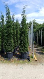 Leylandi İthal Torflu 4 metre üzeri