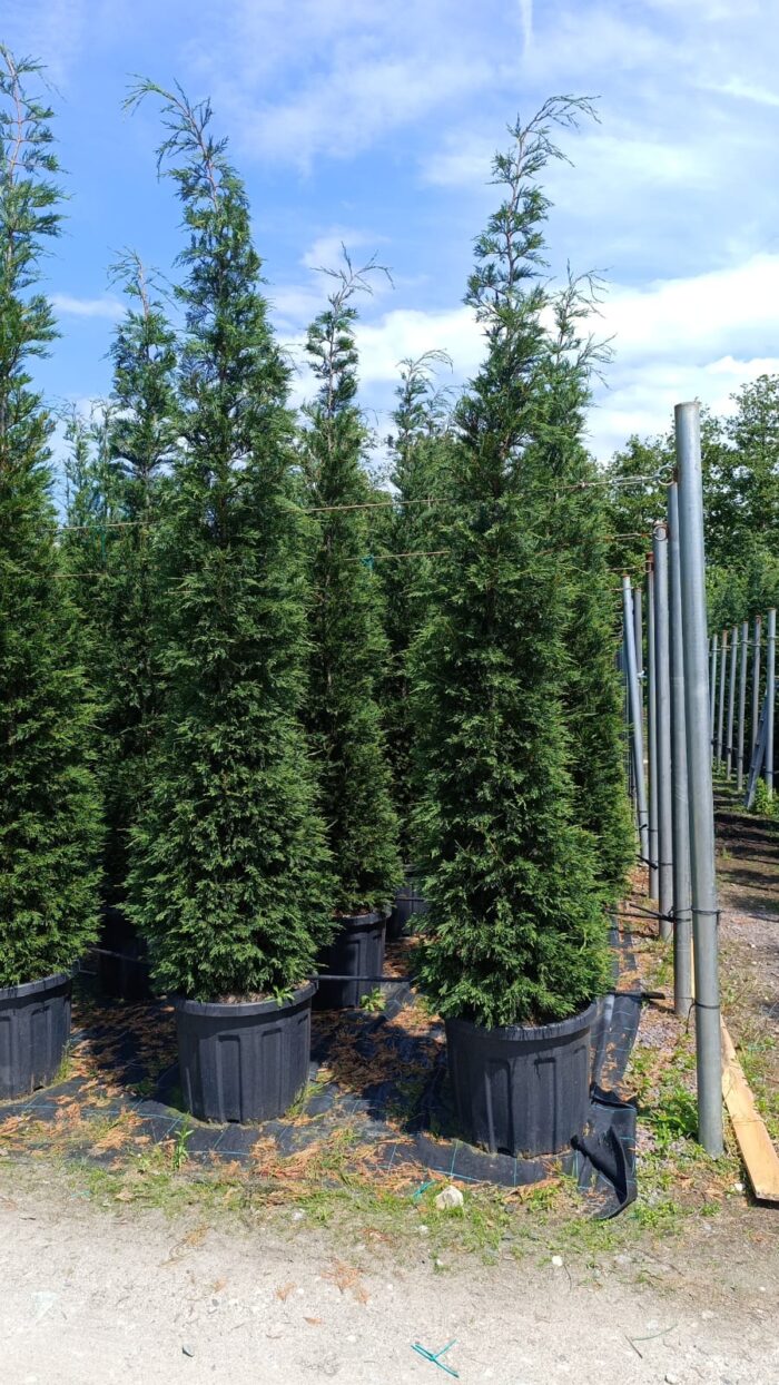 Leylandi İthal Torflu 4 metre üzeri - Görsel 4