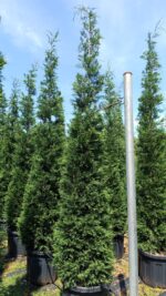 Leylandi İthal Torflu 4 metre üzeri - Görsel 3