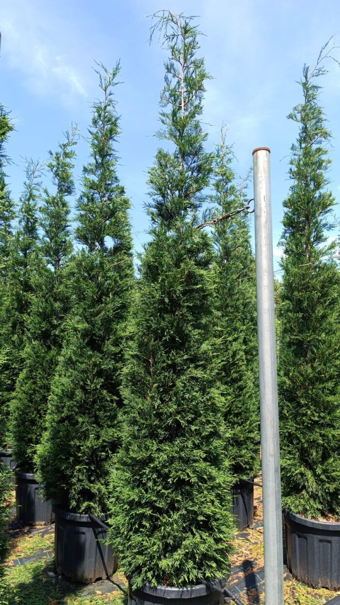 Leylandi İthal Torflu 4 metre üzeri - Görsel 3