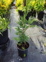 Leylandi 20-30cm - Görsel 5