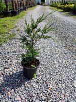 Leylandi 20-30cm - Görsel 6