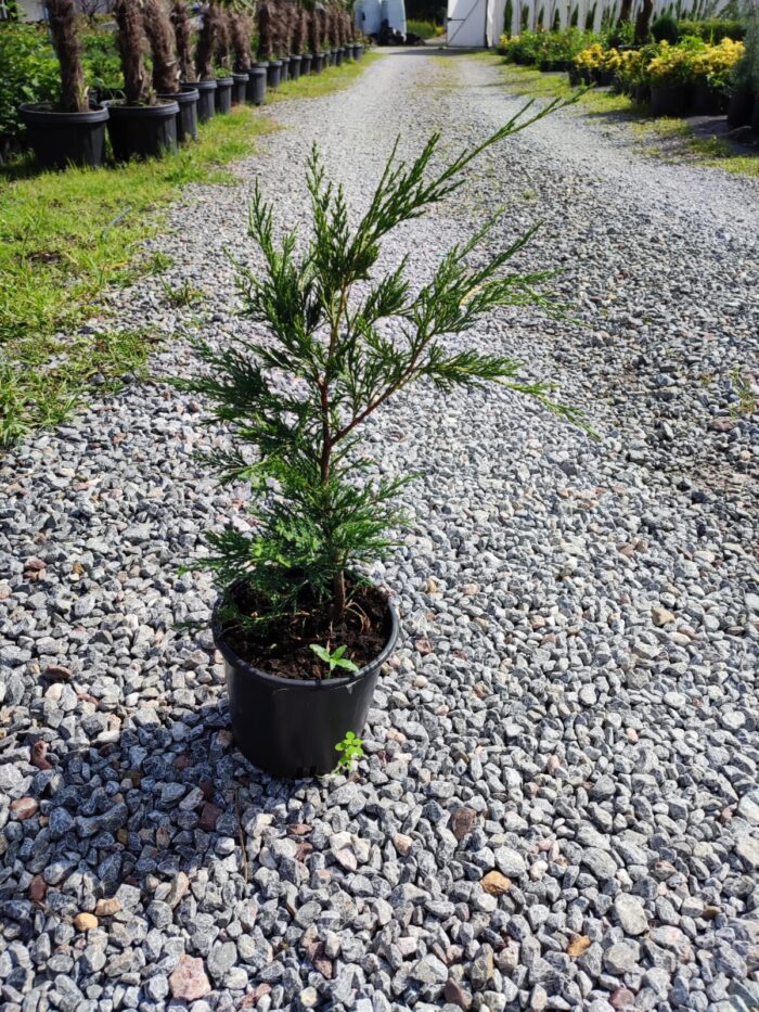 Leylandi 20-30cm - Görsel 6