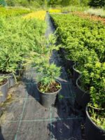 Leylandi 20-30cm - Görsel 7