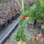 Leylandi 60-80 cm, Çit bitkisi