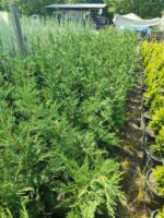 Leylandi 100-130 cm boy - Görsel 2