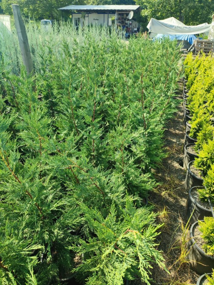 Leylandi 100-130 cm boy - Görsel 2