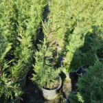 Leylandi 80-100cm 5Lt Saksı