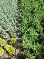 Leylandi 100-130 cm boy - Görsel 3