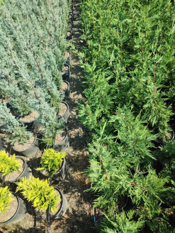 Leylandi 100-130 cm boy - Görsel 3