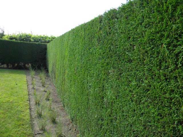 Çit Bitkileri ve Leylandi Budama Zamanları