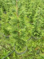 Leylandi 125-150 cm 5 Litre - Görsel 5