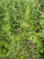 Leylandi 125-150 cm 5 Litre - Görsel 4