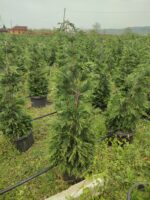 Leylandi 125-150 cm 5 Litre - Görsel 3