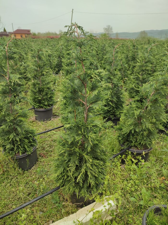 Leylandi 125-150 cm 5 Litre - Görsel 3