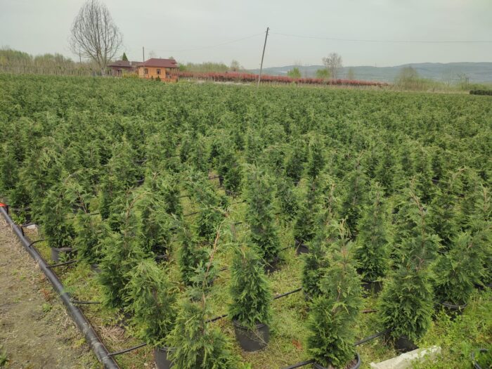 Leylandi 125-150 cm 5 Litre - Görsel 2