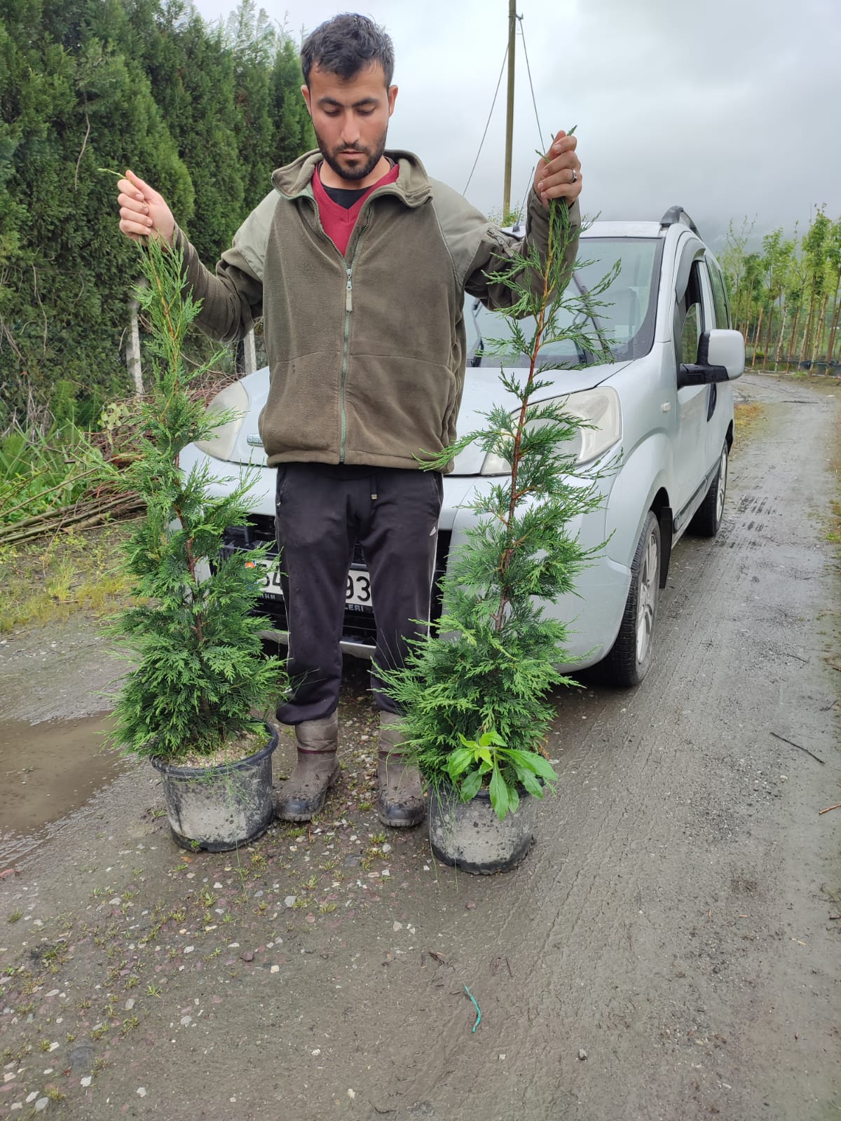 leylandi-cit-yesil-100-125cm-7 Leylandi 100-125 cm - Görsel 1