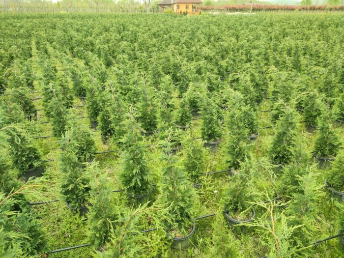 Leylandi 125-150 cm 5 Litre - Görsel 6