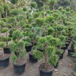 Ponpon Leylandi 200cm