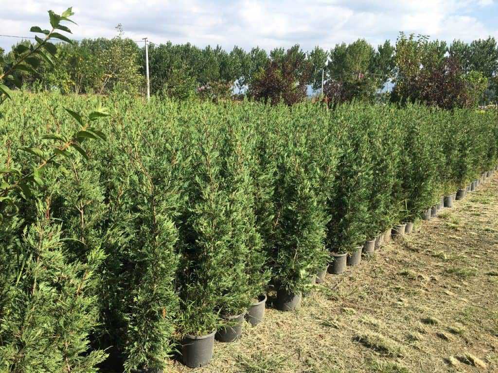 Leylandi Ağacı Neden Sararır?