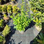 Ligüstrüm Dolgun 100cm