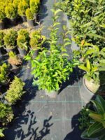 Ligüstrüm Dolgun 100cm