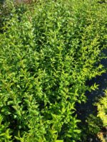 Ligüstrüm Dolgun 100cm - Görsel 2