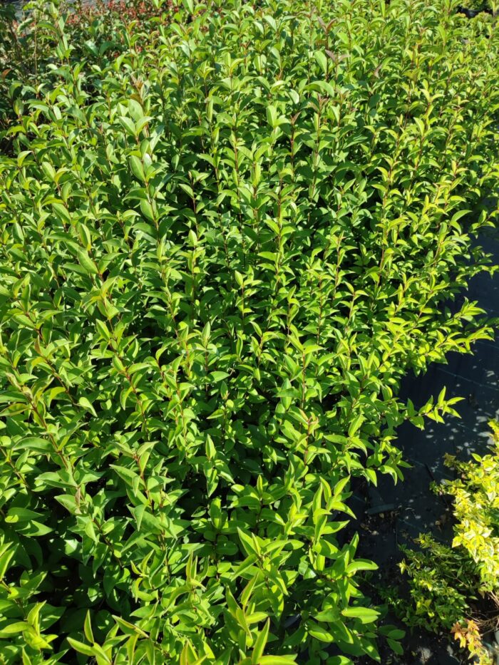 Ligüstrüm Dolgun 100cm - Görsel 2