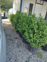 Ligüstrüm 100cm 45 Litre Dolgun - Görsel 2