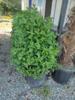 Ligüstrüm 100cm 45 Litre Dolgun