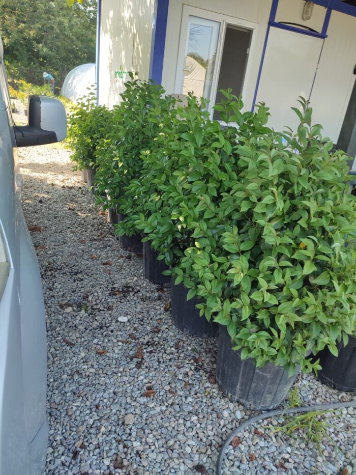 Ligüstrüm 100cm 45 Litre Dolgun - Görsel 2