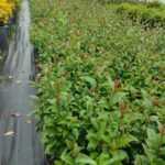 Ligüstrüm 30-40 cm boy