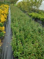 Ligüstrüm, 40-60 cm - Görsel 2