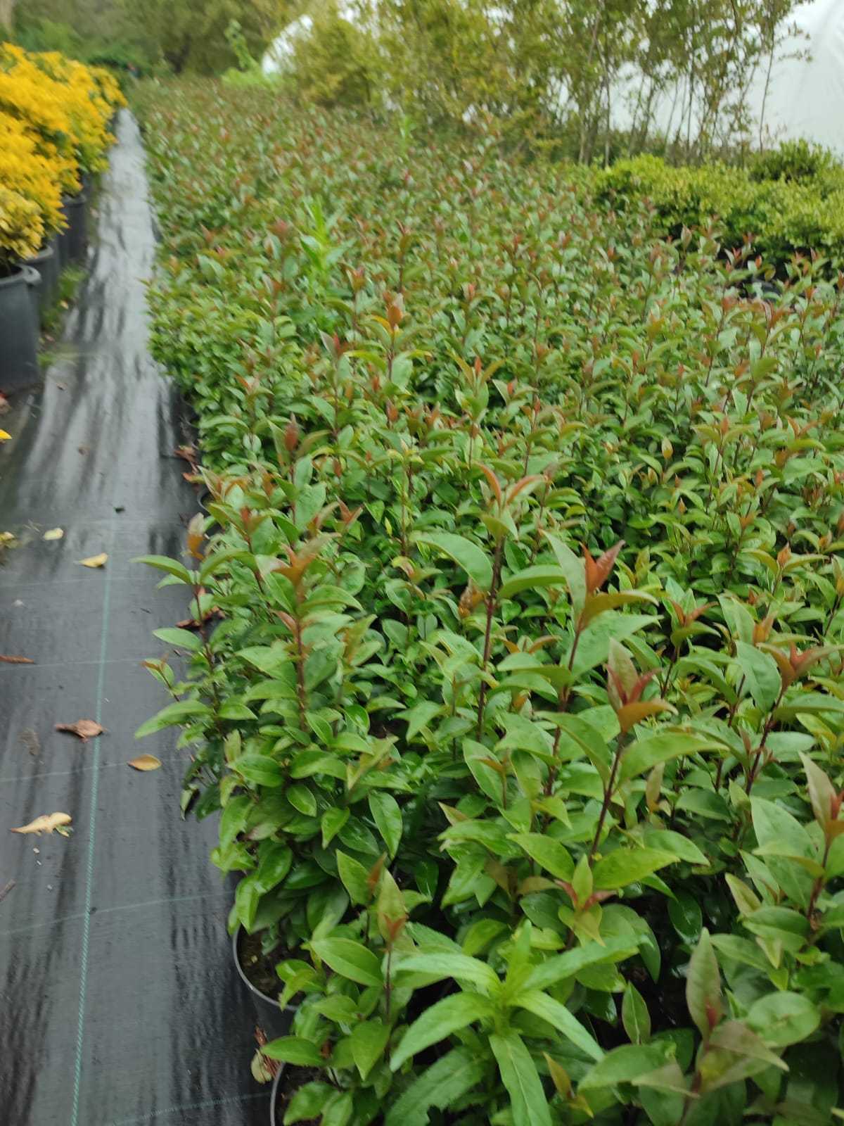 ligustrum-kurtbagri Ligüstrüm, 40-60 cm - Görsel 1