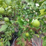 Dekoratif Limon Süs Limonu 35-40Q Çap