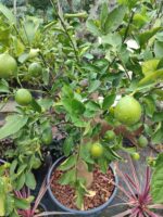 Dekoratif Limon Süs Limonu 35-40Q Çap