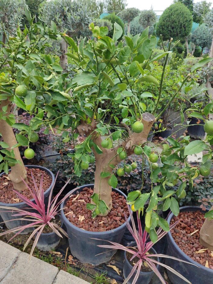 Dekoratif Limon Süs Limonu 35-40Q Çap - Görsel 3